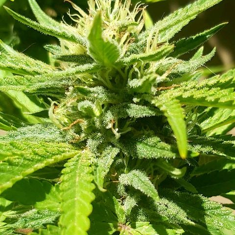 Somango XXL #2 growlog timeline photo
