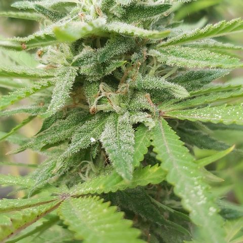 Somango XXL #2 growlog timeline photo