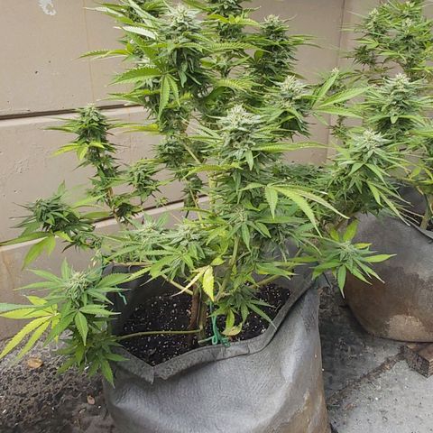Somango XXL #2 growlog timeline photo