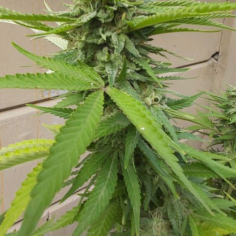 Somango XXL #2 growlog timeline photo