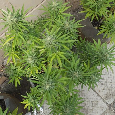 Somango XXL #2 growlog timeline photo