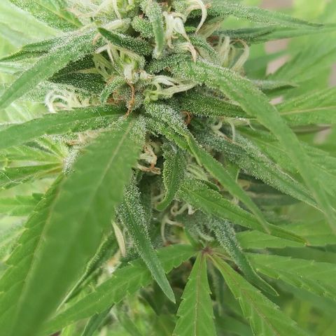 Somango XXL #1 growlog timeline photo