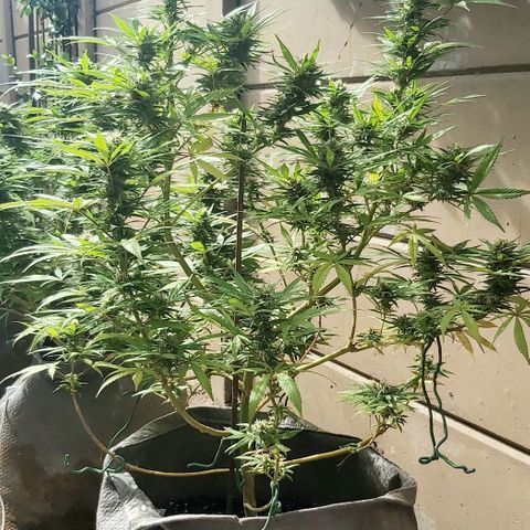 Somango XXL #1 growlog timeline photo