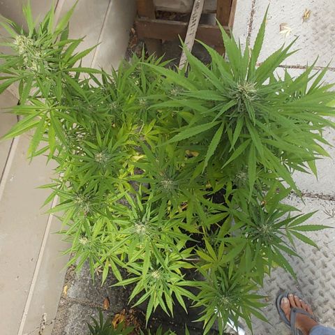 Somango XXL #1 growlog timeline photo