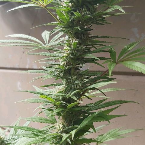 Somango XXL #1 growlog timeline photo