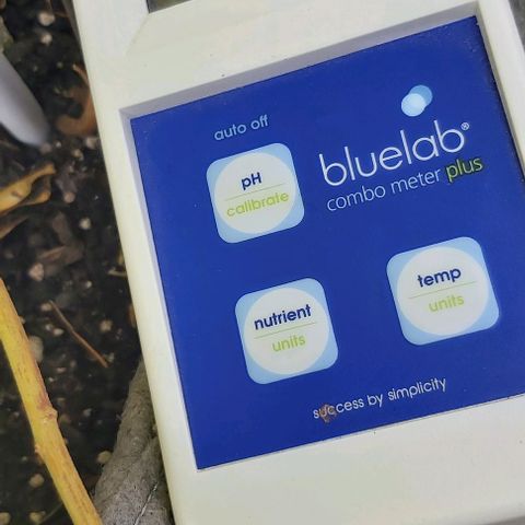 Somango XXL #1 growlog timeline photo