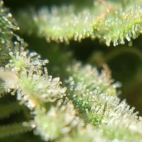 Somango XXL #2 growlog timeline photo