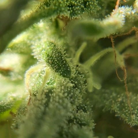 Somango XXL #2 growlog timeline photo