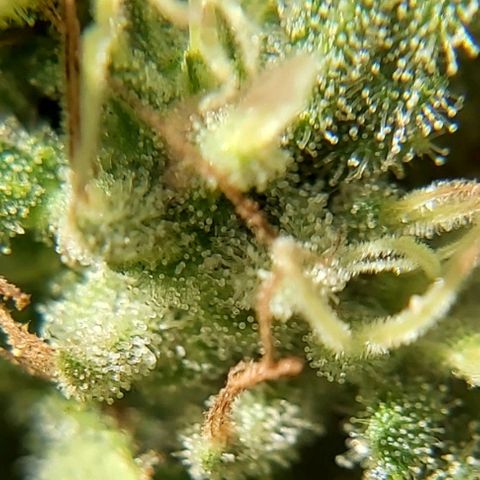 Somango XXL #2 growlog timeline photo