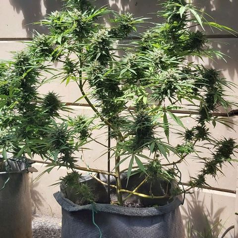 Somango XXL #1 growlog photo: Bud circumference 155mm