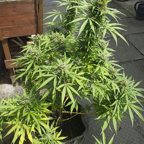 Somango XXL #1 growlog photo: Bud circumference 155mm