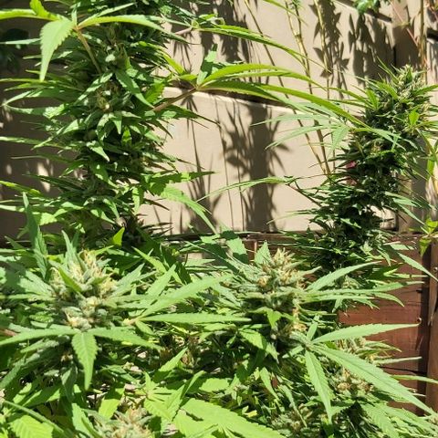 Somango XXL #1 growlog photo: Bud circumference 155mm