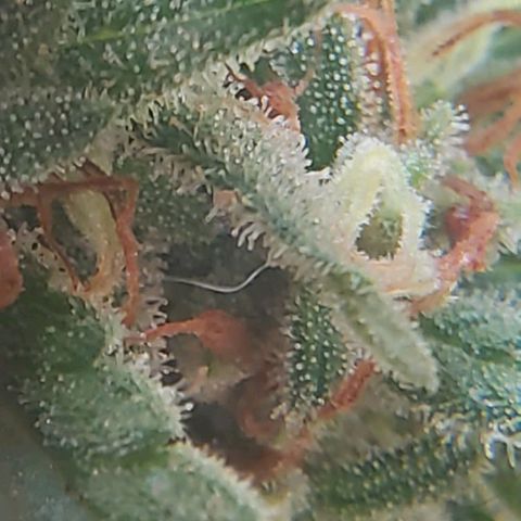 Somango XXL #1 growlog timeline photo