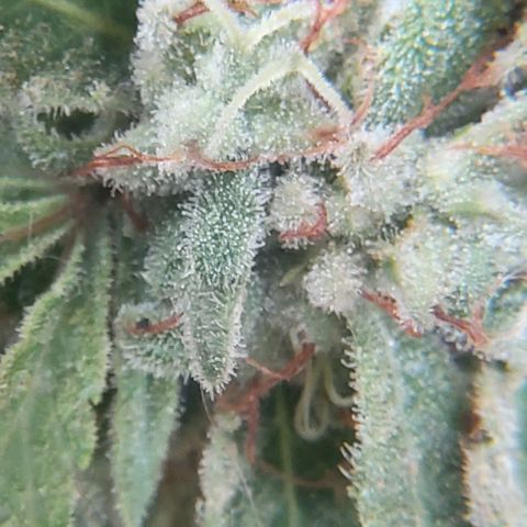 Somango XXL #2 growlog timeline photo