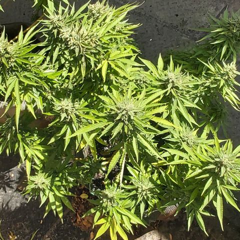 Somango XXL #2 growlog timeline photo
