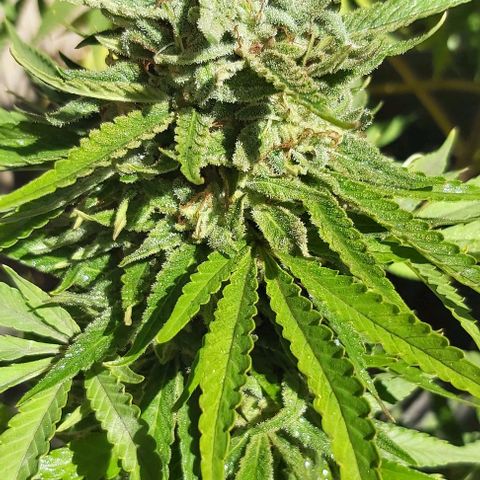 Somango XXL #2 growlog timeline photo