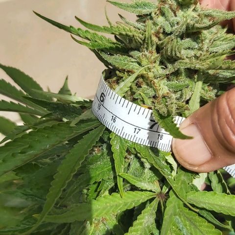 Somango XXL #2 growlog photo: Bud circumference 167mm