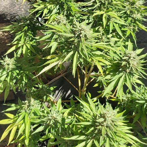 Somango XXL #2 growlog timeline photo