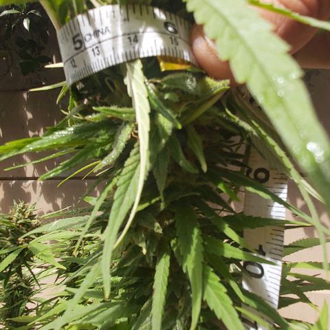 Somango XXL #1 growlog photo: Bud circumference 145mm
