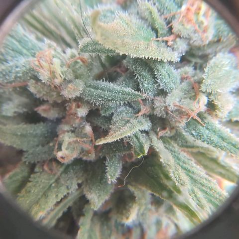 Somango XXL #1 growlog timeline photo
