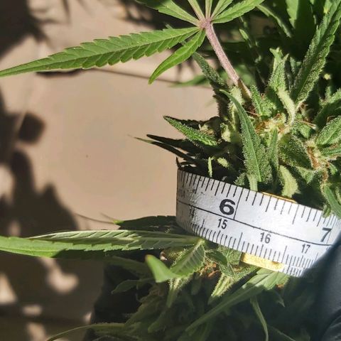 Somango XXL #1 growlog timeline photo