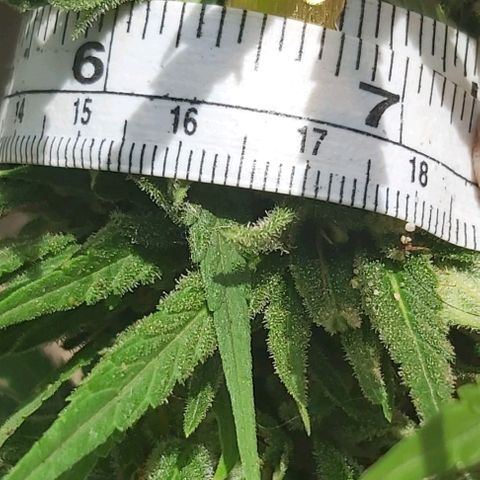 Somango XXL #2 growlog timeline photo