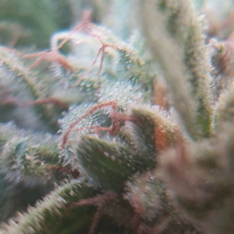 Somango XXL #2 growlog timeline photo