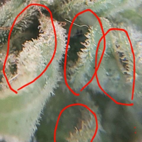 Somango XXL #2 growlog timeline photo