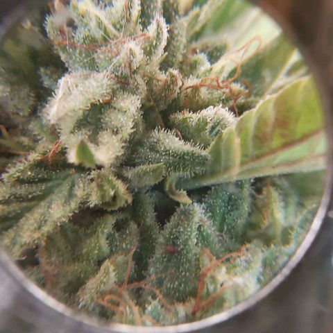 Somango XXL #2 growlog timeline photo