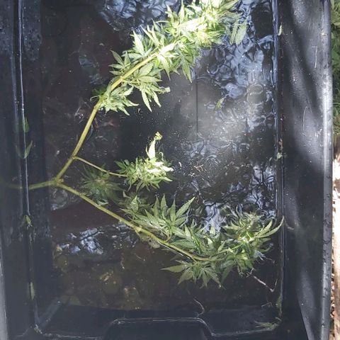 Somango XXL #2 growlog timeline photo