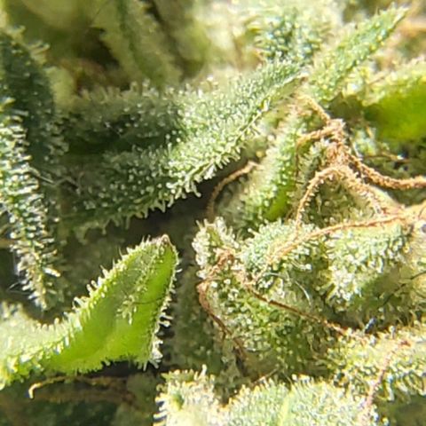 Somango XXL #2 growlog timeline photo