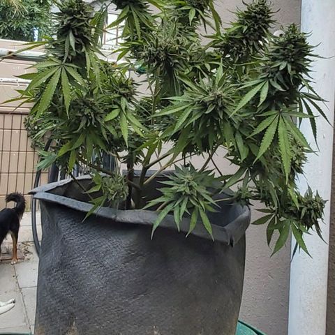 Somango XXL #2 growlog timeline photo