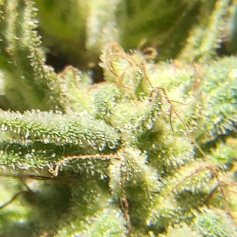Somango XXL #2 growlog timeline photo