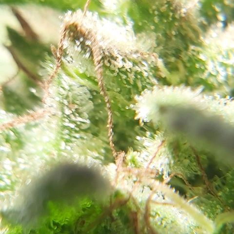 Somango XXL #2 growlog timeline photo