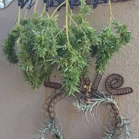 Somango XXL #2 growlog timeline photo