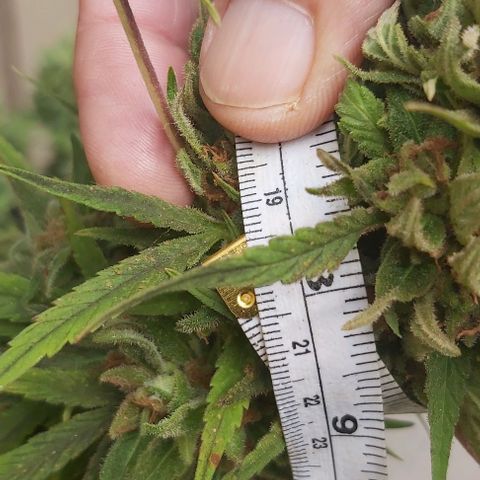 Somango XXL #1 growlog timeline photo