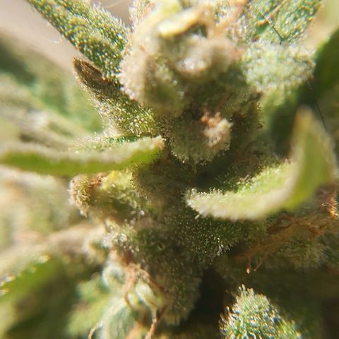 Somango XXL #1 growlog timeline photo