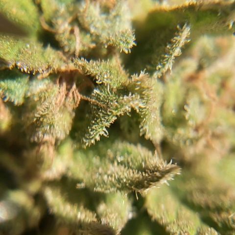 Somango XXL #1 growlog timeline photo