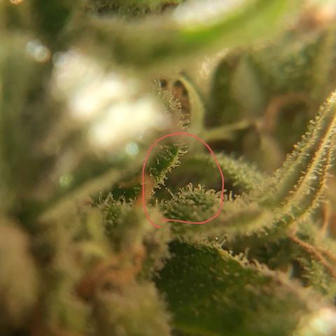 Somango XXL #1 growlog timeline photo