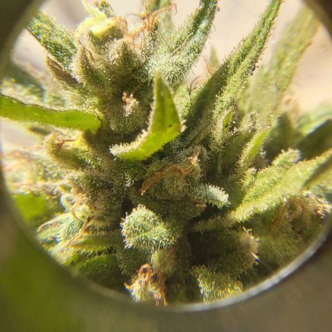 Somango XXL #1 growlog timeline photo