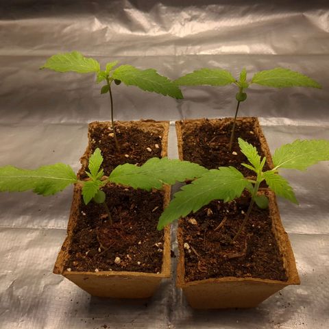 Amsterdam Cheese growlog timeline photo