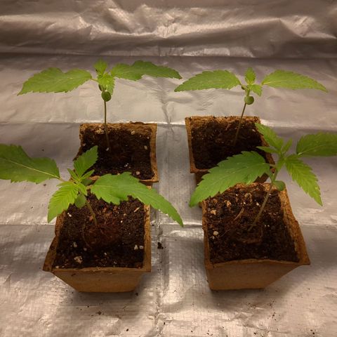 Amsterdam Cheese growlog timeline photo