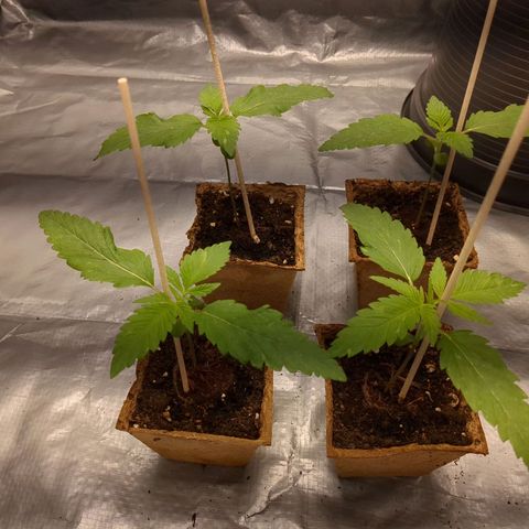 Amsterdam Cheese growlog timeline photo