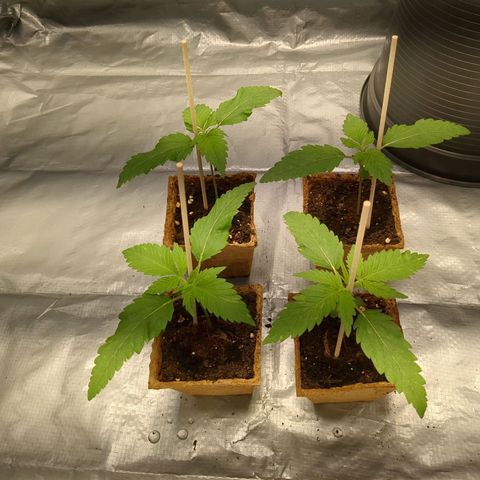 Amsterdam Cheese growlog timeline photo