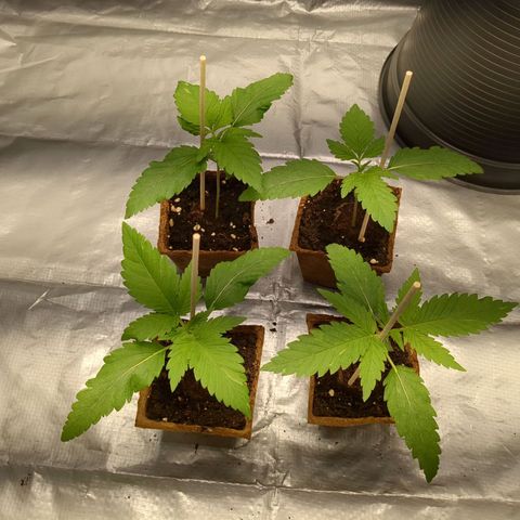 Amsterdam Cheese growlog timeline photo