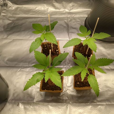 Amsterdam Cheese growlog timeline photo