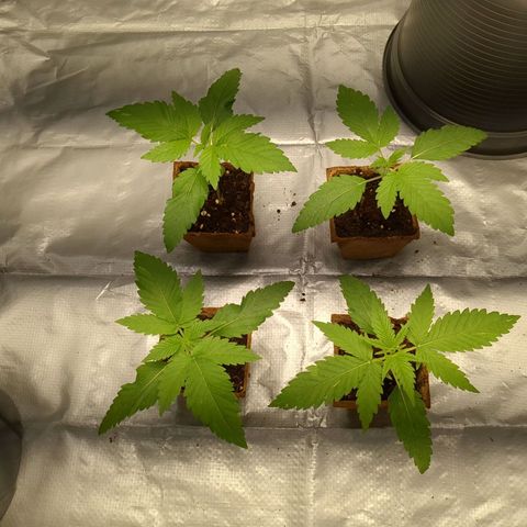 Amsterdam Cheese growlog timeline photo