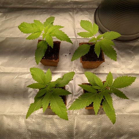 Amsterdam Cheese growlog timeline photo