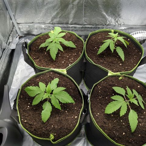 Amsterdam Cheese growlog timeline photo