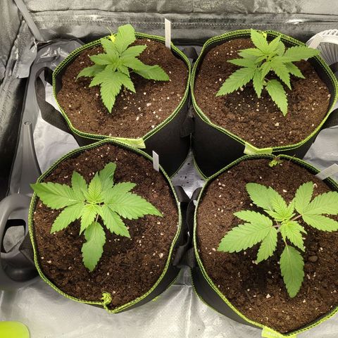 Amsterdam Cheese growlog timeline photo